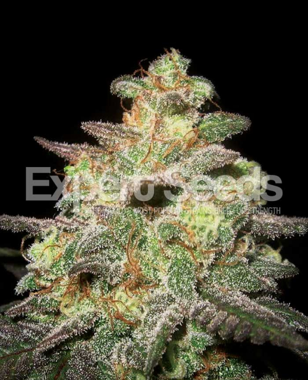 Caramella Auto Feminised Cannabis Seeds | Expert Seeds