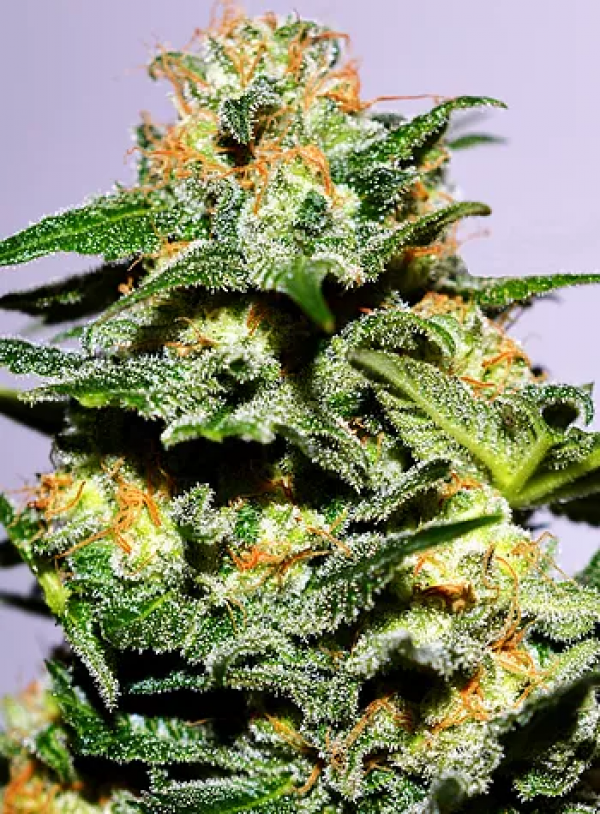 Cash Crop XL Auto Feminised Cannabis Seeds | Cream Of The Crop
