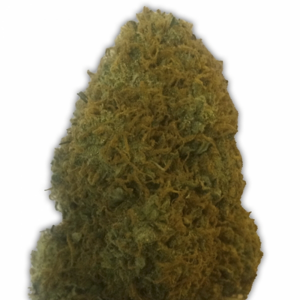 The Champion Feminised Cannabis Seeds