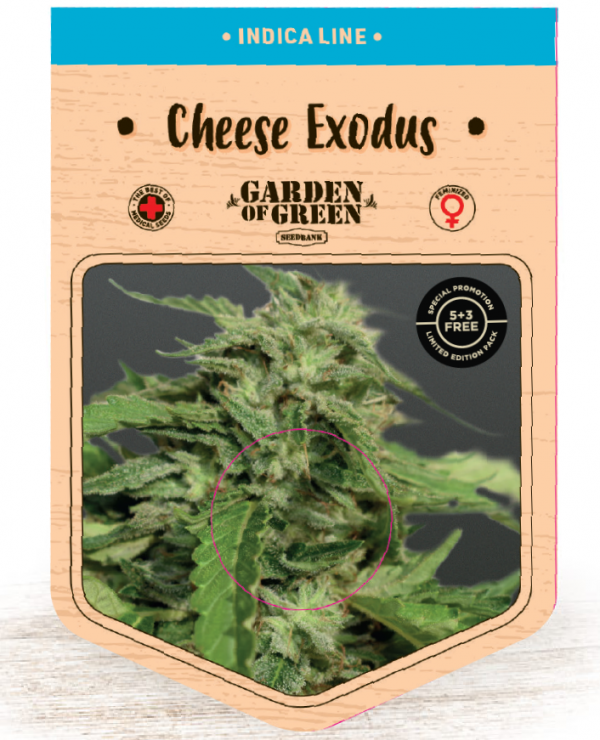 Cheese Exodus Feminised Cannabis Seeds | Garden of Green