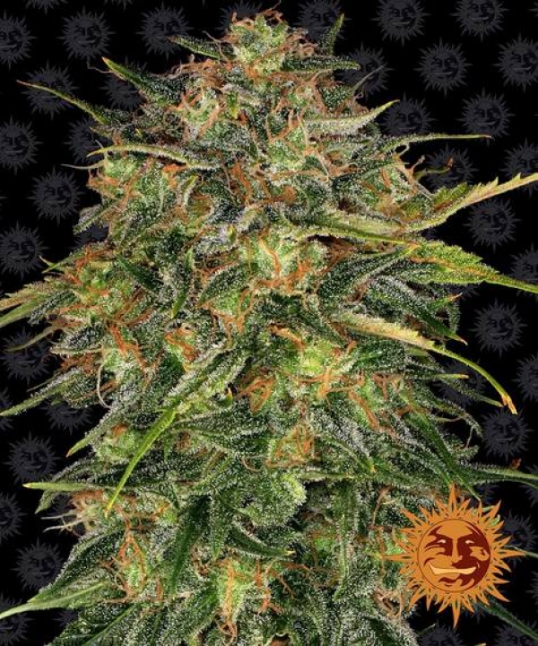 Cheese Feminised Cannabis Seeds | Barney's Farm 
