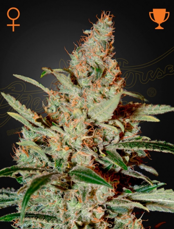 Chemdog Feminised Cannabis Seeds | Green House Seeds.