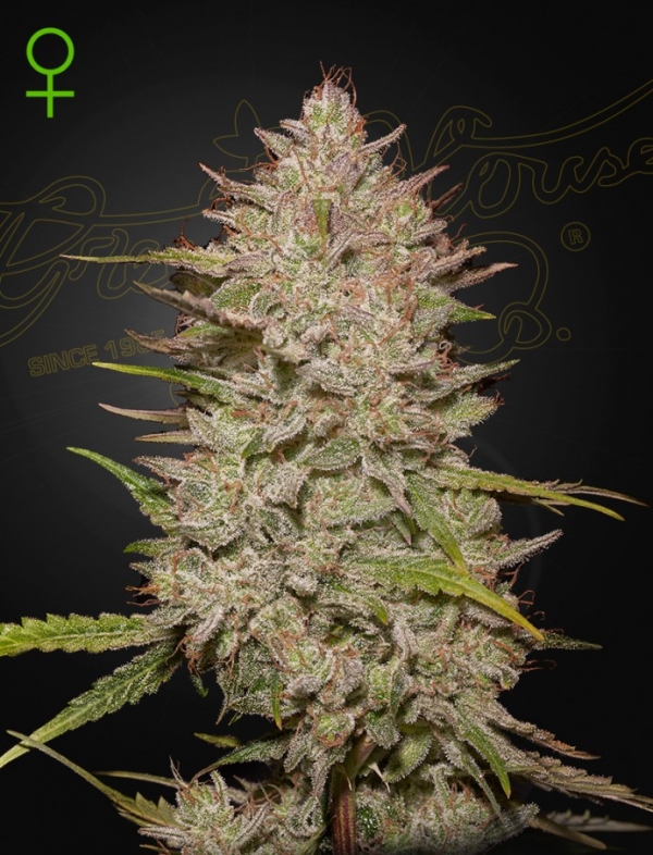 Chemical Candy Auto Feminised Cannabis Seeds | Green House Seeds.