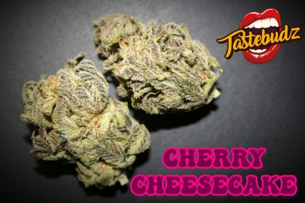 Cherry Cheesecake Auto Feminised Cannabis Seeds - Tastebudz
