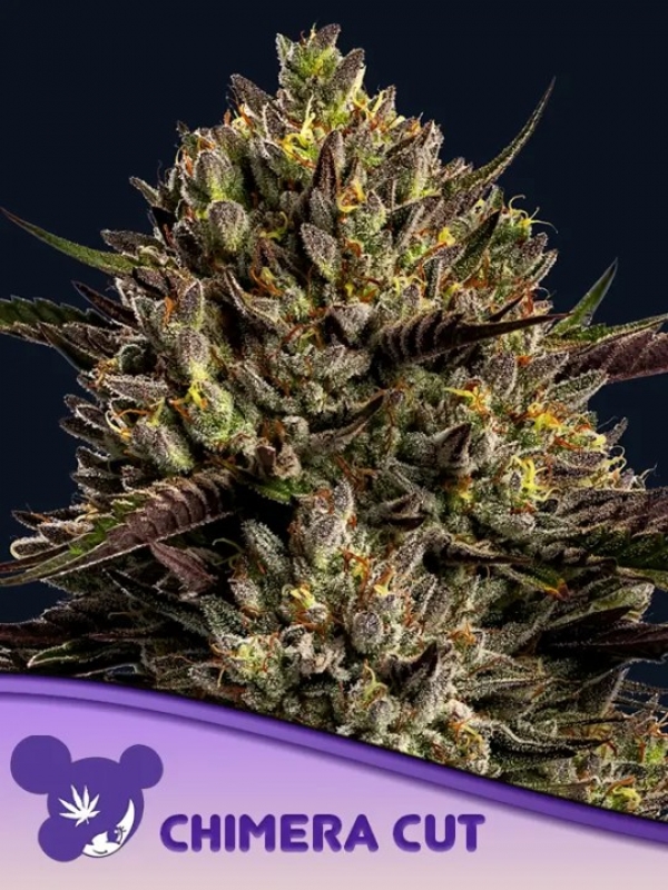 Chimera Cut Feminised Cannabis Seeds - Anesia Seeds