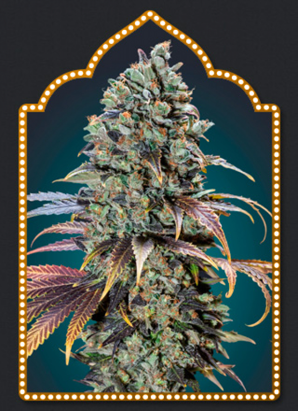 Chocolate Cream Feminised Cannabis Seeds | OO Seeds