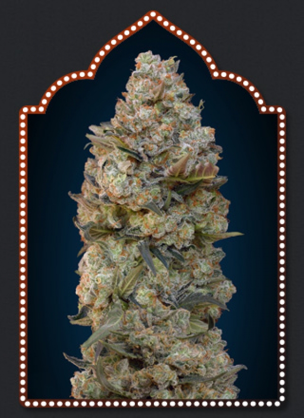 Chocolate Skunk Feminised Cannabis Seeds | OO Seeds
