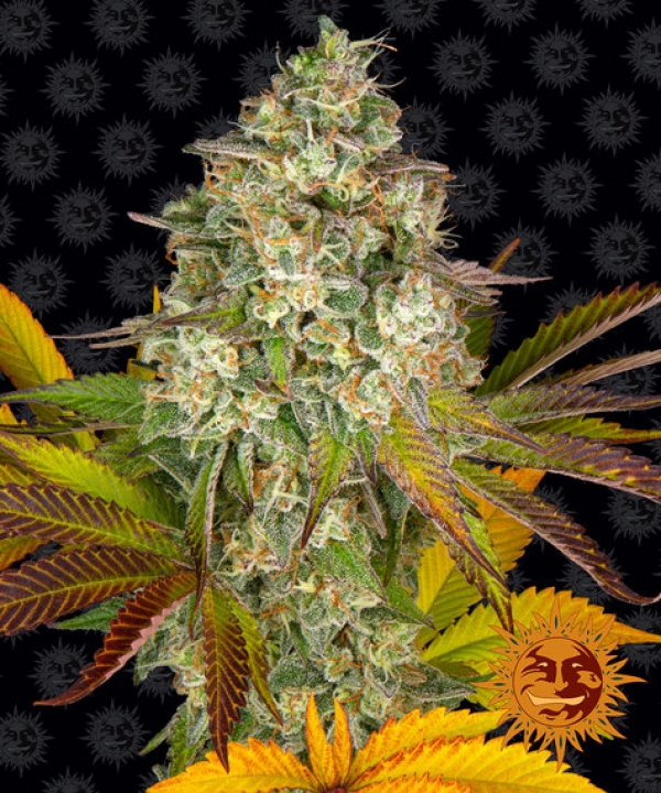 Cookies Kush Auto Feminised Cannabis Seeds | Barney's Farm 