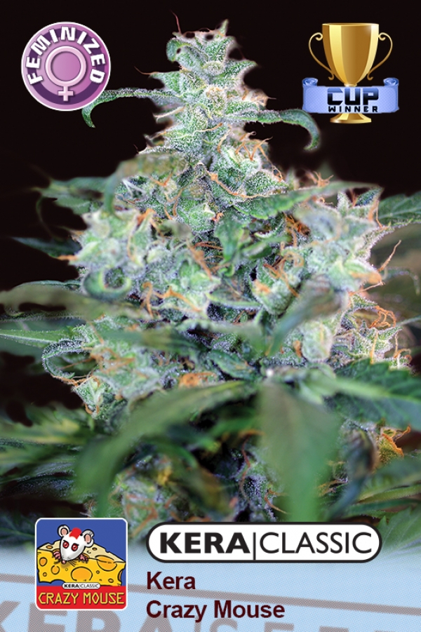 Crazy Mouse (Amsterdam Cheese) Feminised Cannabis Seeds | Kera Seeds
