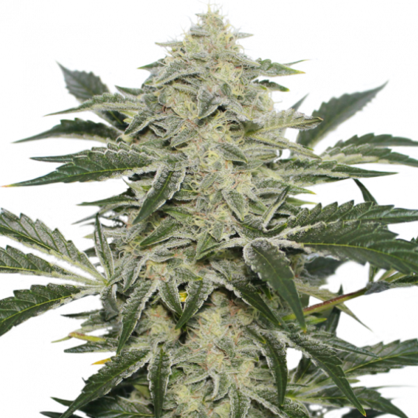 Creamy Kees Regular Cannabis Seeds - Super Sativa Seed Club Creamy Kees Regular Cannabis Seeds - Super Sativa Seed Club