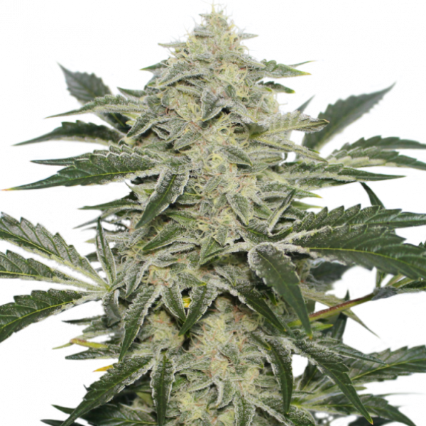 Creamy Kees Regular Cannabis Seeds - Super Sativa Seed Club