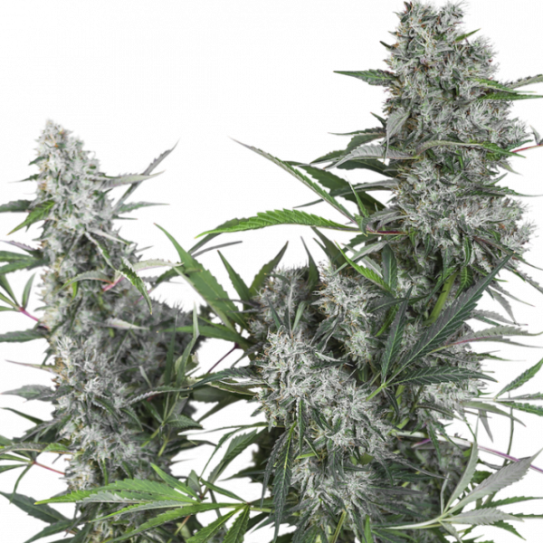 Creeper Regular Cannabis Seeds - Super Sativa Seed Club