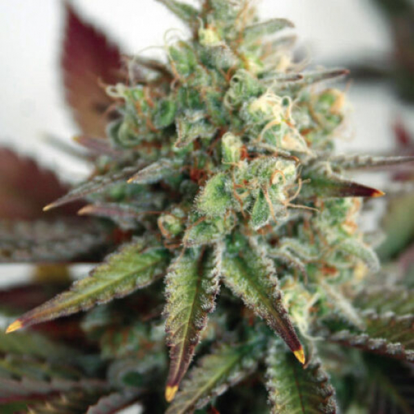 Critical 2.0 XL Auto Feminised Cannabis Seeds | Garden of Green