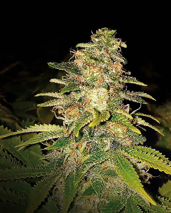 Critical Blue Auto Feminised Cannabis Seeds | Expert Seeds