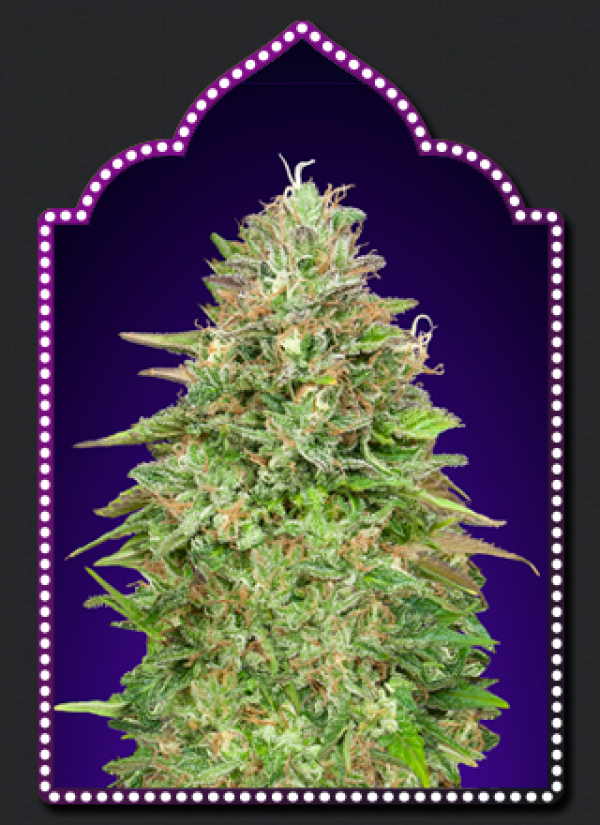 Critical Poison Fast V Feminised Cannabis Seeds | OO Seeds