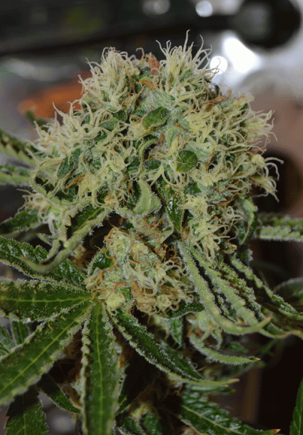 Custard Cream Feminised Cannabis Seeds | Cream Of The Crop