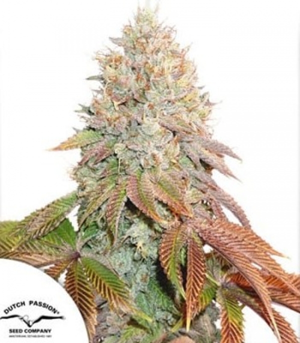 Banana Blaze Feminised Cannabis Seeds | Dutch Passion 