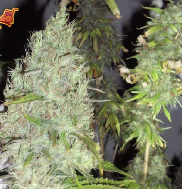 Incredible Bulk Feminised | Dr Krippling Incredible Bulk Feminised | Dr Krippling