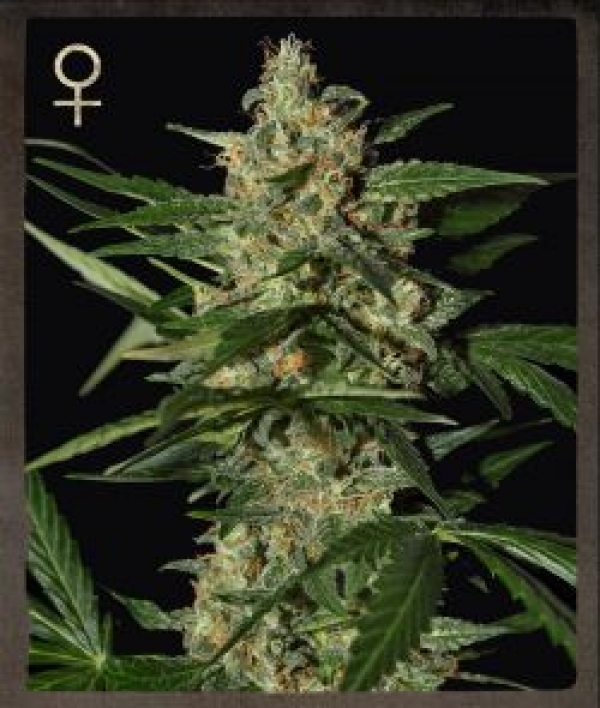 Buy Strain Hunters Damnesia Auto Feminised Cannabis Seeds