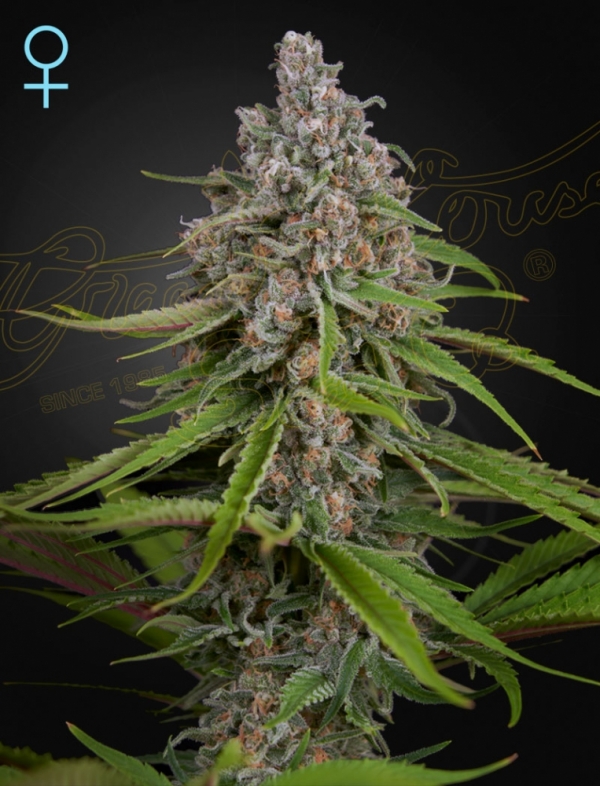 Deep Candy CBD Feminised Cannabis Seeds | Green House Seeds.