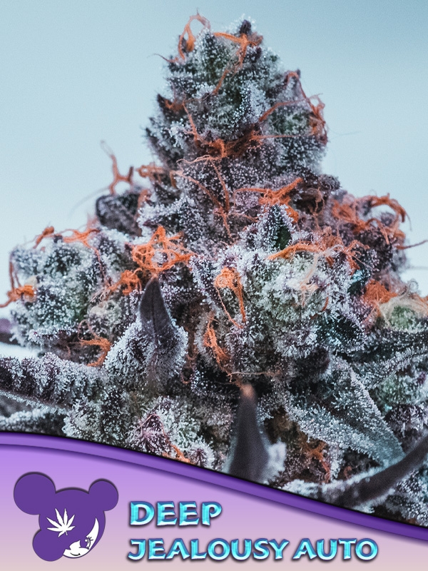 Deep Jealousy Auto Feminised Cannabis Seeds - Anesia Seeds