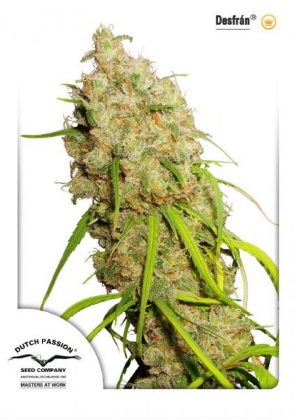 Desfran Feminised Cannabis Seeds | Dutch Passion Desfran Feminised Cannabis Seeds | Dutch Passion