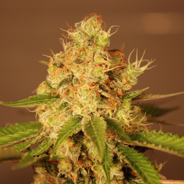 Diesel Auto Feminised Cannabis Seeds