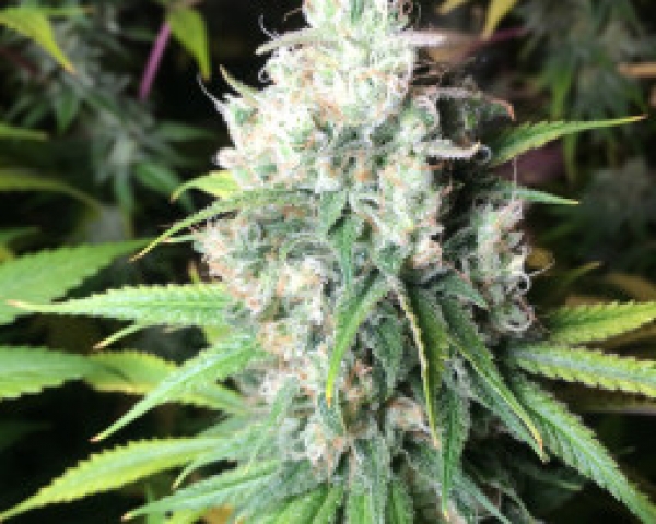 Dieselicious Regular Cannabis Seeds | Freedom of Seeds