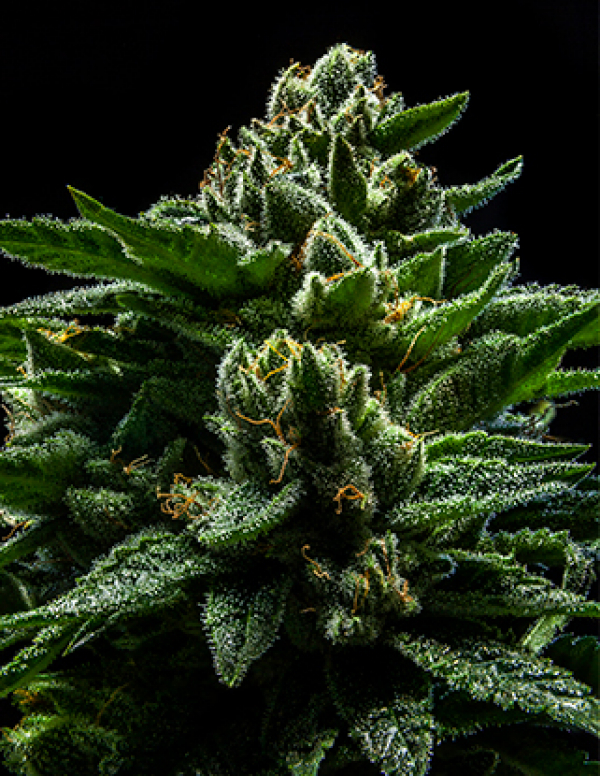 DO-G Feminised Cannabis Seeds | Ripper Seeds
