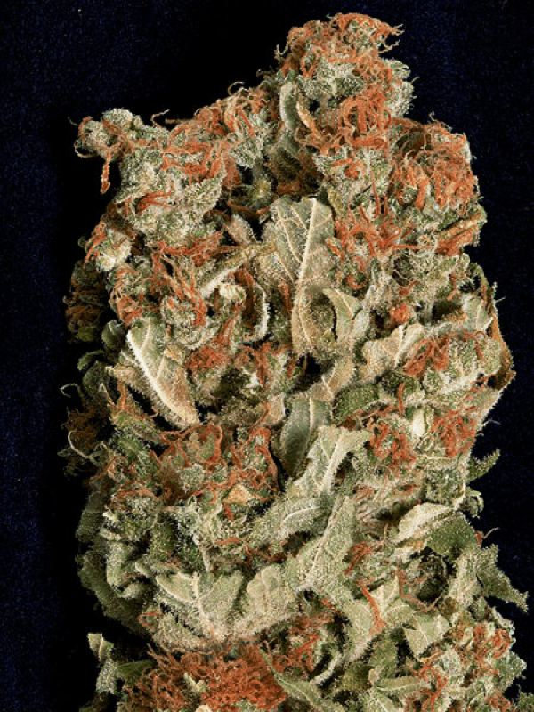 Don Amnesia Feminised Cannabis Seeds | Don Avalanche Seeds