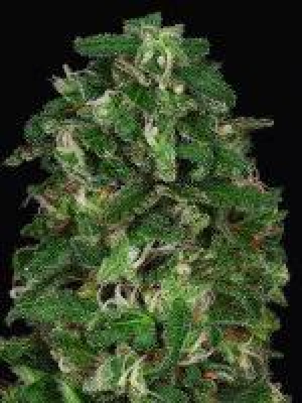 Don Critical Crack Feminised Cannabis Seeds | Don Avalanche Seeds Don Critical Crack Feminised Cannabis Seeds | Don Avalanche Seeds