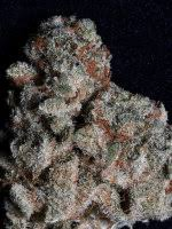 Don Do Si Dos Feminised Cannabis Seeds | Don Avalanche Seeds Don Do Si Dos Feminised Cannabis Seeds | Don Avalanche Seeds