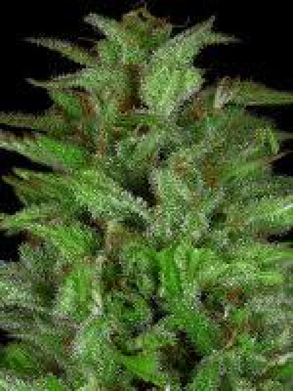 Don Gelato Auto Feminised Cannabis Seeds | Don Avalanche Seeds