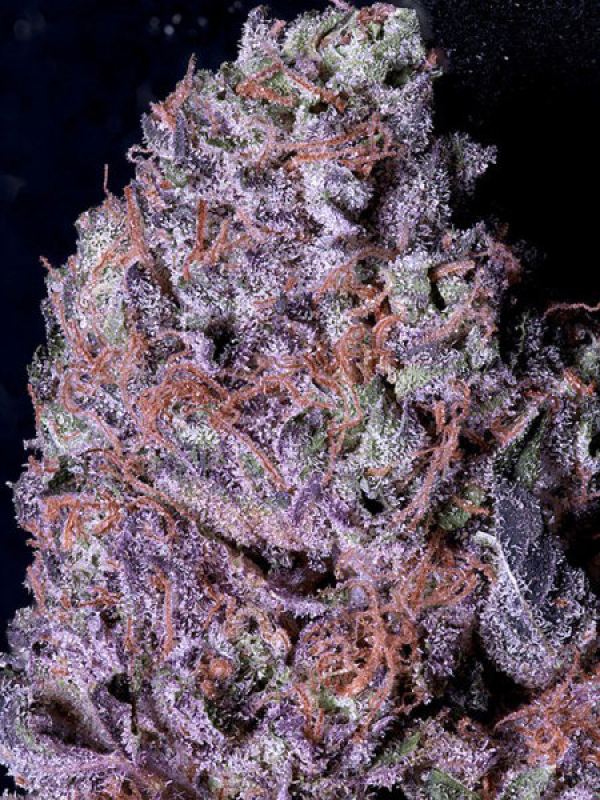 Don Gelato Feminised Cannabis Seeds | Don Avalanche Seeds