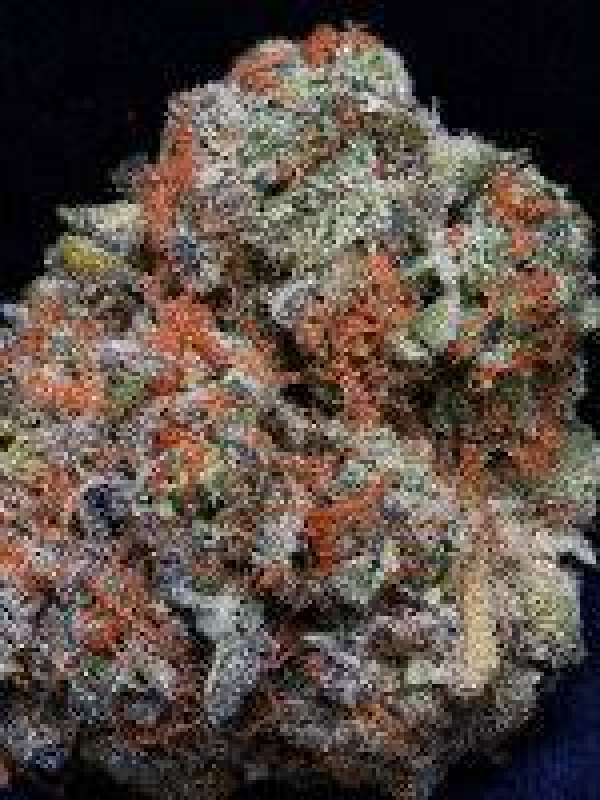Don Girl Scout Cookies Feminised Cannabis Seeds | Don Avalanche Seeds