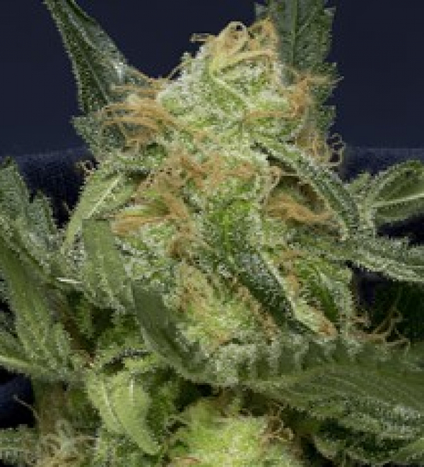 Don Gorilla Glue Feminised Cannabis Seeds | Don Avalanche Seeds