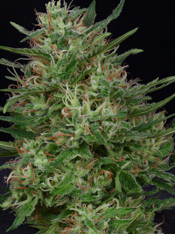 Don Green Crack Feminised Cannabis Seeds | Don Avalanche Seeds