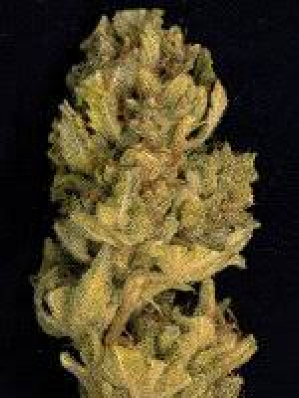 Don Lemon Glue Feminised Cannabis Seeds | Don Avalanche Seeds