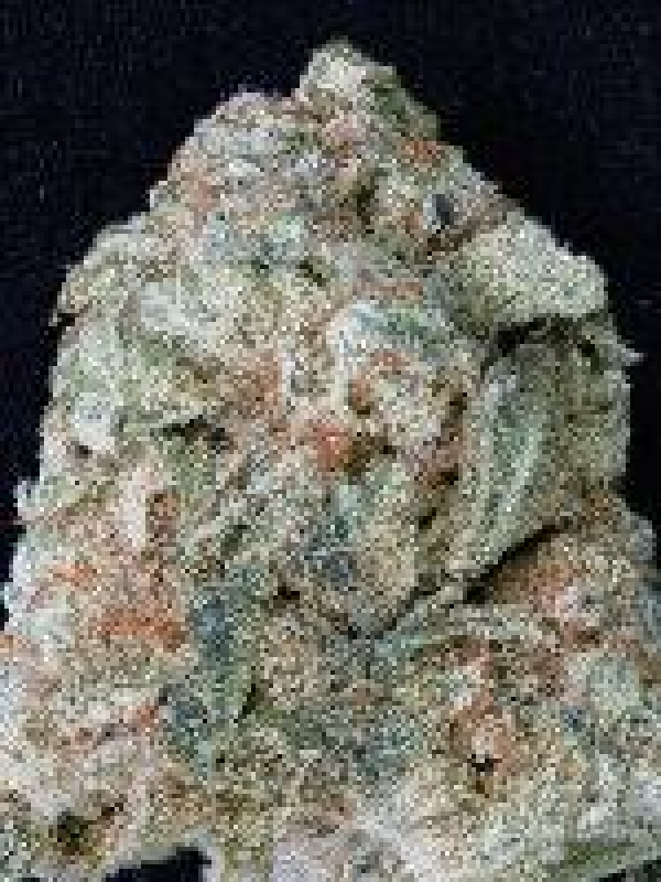 Don OG Kush Feminised Cannabis Seeds | Don Avalanche Seeds