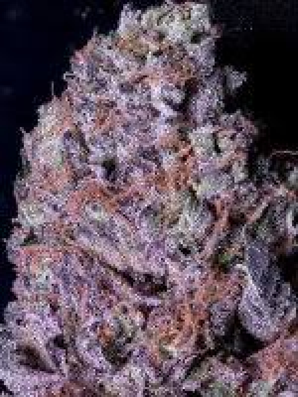 Don Purple Dick Feminised Cannabis Seeds | Don Avalanche Seeds
