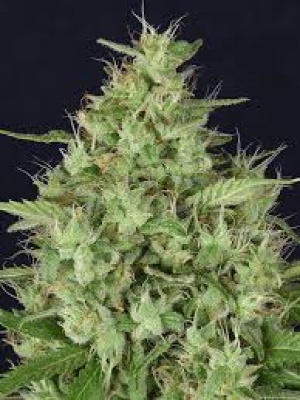 Don Star Dawg Feminised Cannabis Seeds | Don Avalanche Seeds