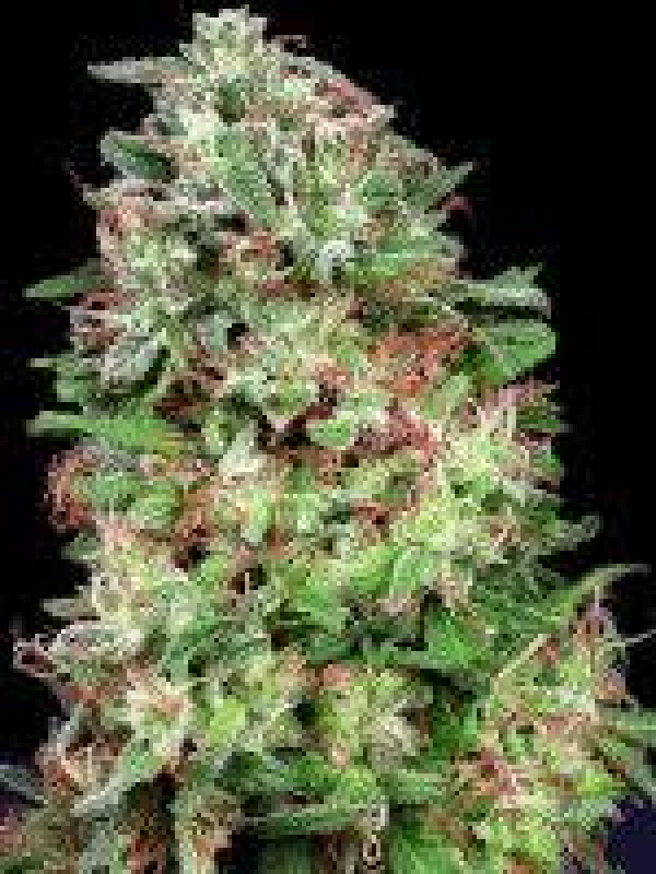 Don White Wdow Feminised Cannabis Seeds | Don Avalanche Seeds