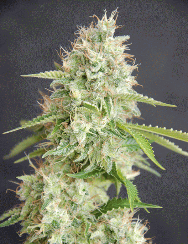 Double Cream Feminised Cannabis Seeds | Cream Of The Crop