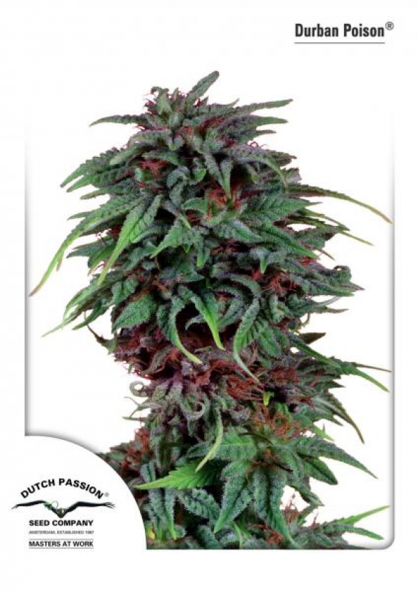 Durban Poison Regular Cannabis Seeds | Dutch Passion 