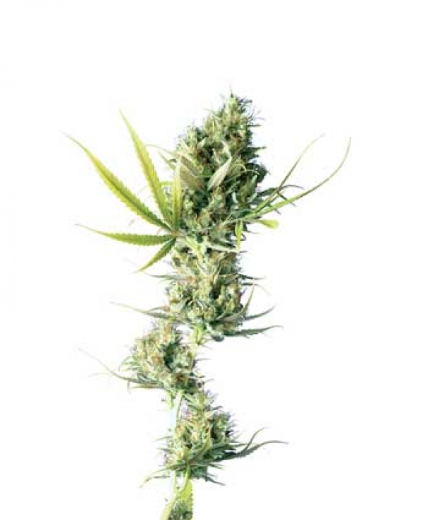 Durban Feminised Cannabis Seeds | Sensi Seeds 