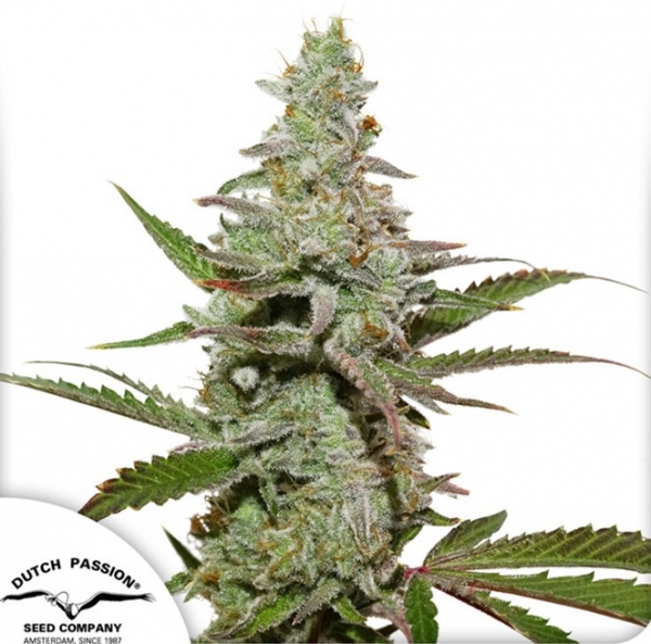 Amsterdam Amnesia Feminised Cannabis Seeds | Dutch Passion 