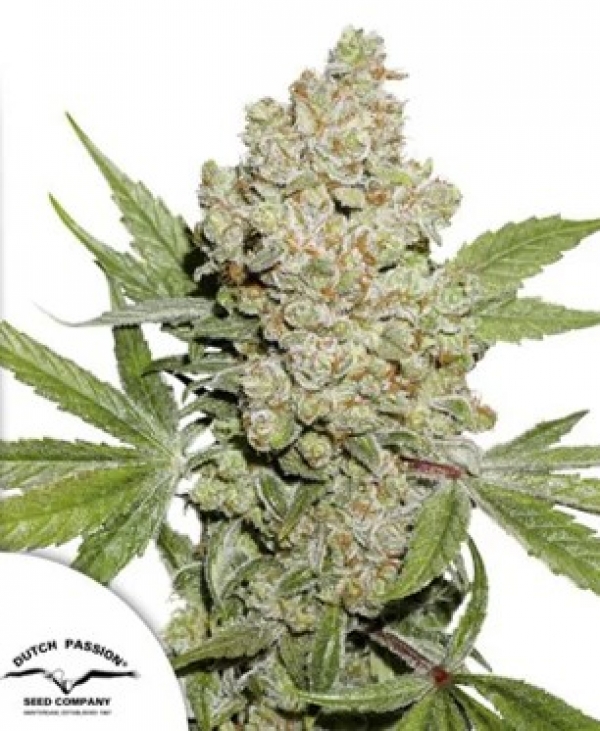 Auto Lemon Kix Feminised Cannabis Seeds | Dutch Passion 