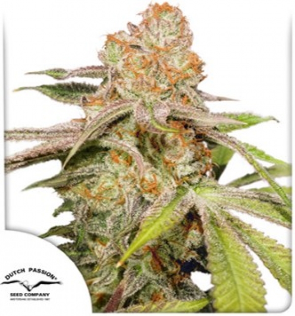 Auto Mac #1 Feminised Cannabis Seeds | Dutch Passion 