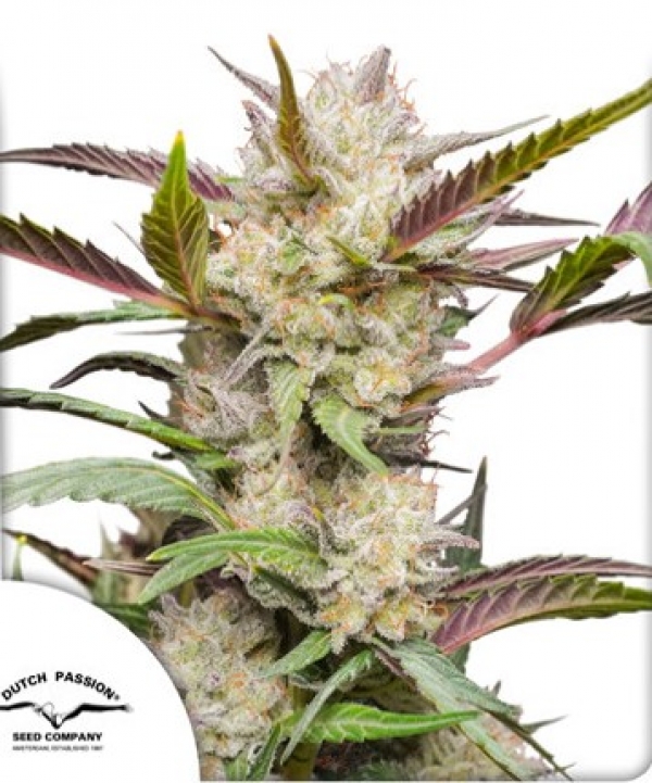 Auto Mimosa Punch Feminised Cannabis Seeds | Dutch Passion