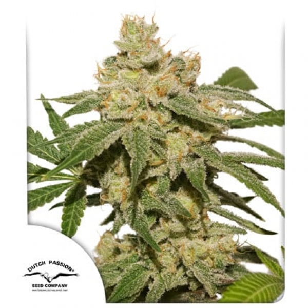 Auto Oh My Gusher Feminised Cannabis Seeds | Dutch Passion 
